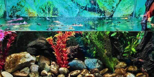 Aquarium mit Korallen und bunten Fischen – Aquarium-Umzug Bad Homburg