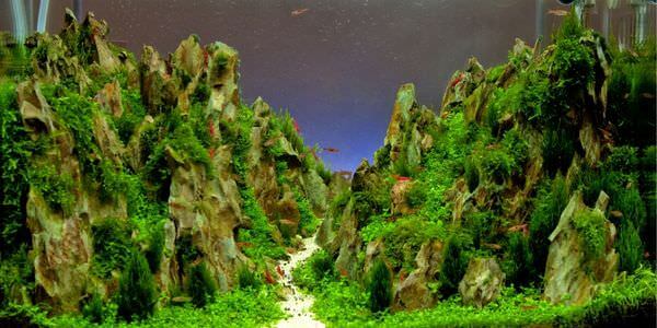 Aquarium mit Felslandschaft und Pflanzen – Umzug mit Aquarium in Bad Homburg