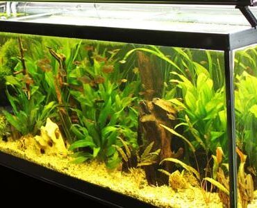 Aquarium-Umzug: Längliches Aquarium mit grünen Wasserpflanzen