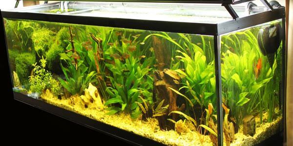 Aquarium-Umzug Bad Homburg: Längliches Aquarium mit grünen Wasserpflanzen