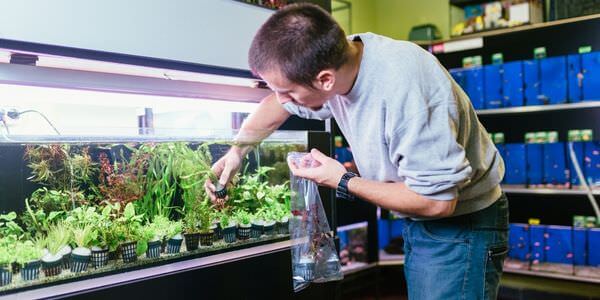 Mann versorgt Aquarienpflanzen vor einem Aquarienregal – Umzug mit Aquarium in Bad Homburg
